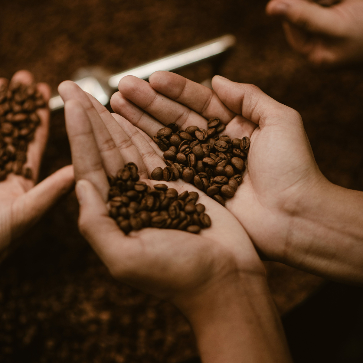 Ethiopie Moka Sidamo – Image 4